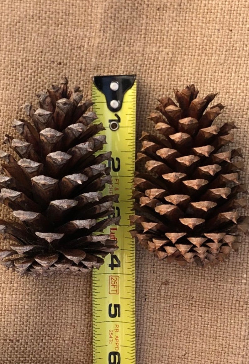 4 Pinecones Bulk Pine Cones Medium Pine Cone Found Etsy