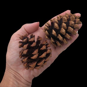 TOP SELLER! 2” to 3” Small Pinecones x Bulk Small Pine Cones x Fall Decor x North Woods Craft Supplies x Rustic Wedding Supplies