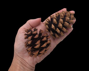 TOP SELLER! 2” to 3” Small Pinecones x Bulk Small Pine Cones x Fall Decor x North Woods Craft Supplies x Rustic Wedding Supplies