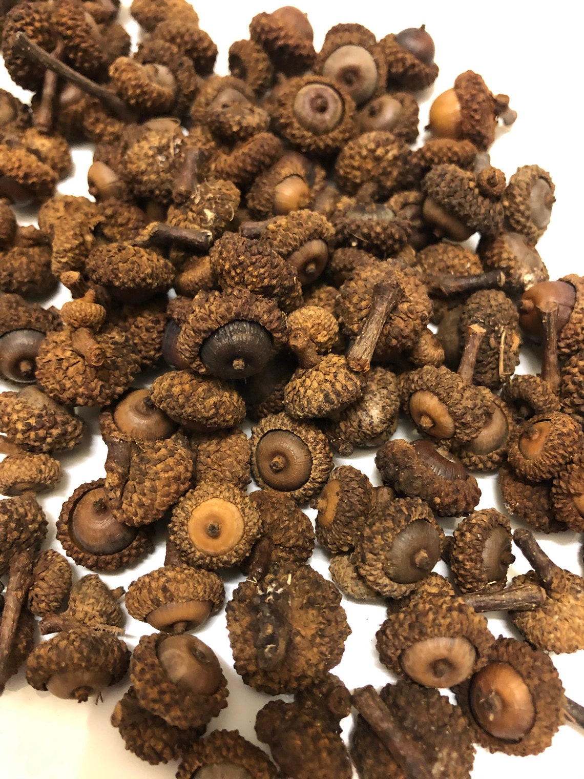 Tiny Acorns Bulk Bulk Acorns Mini Acorns Extra Small Etsy