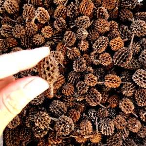 May include: A close-up shot of a collection of small, brown, textured seed pods. One pod is held by a hand, showcasing its intricate, spiky design. The pods are a natural brown color, with a detailed, open structure.