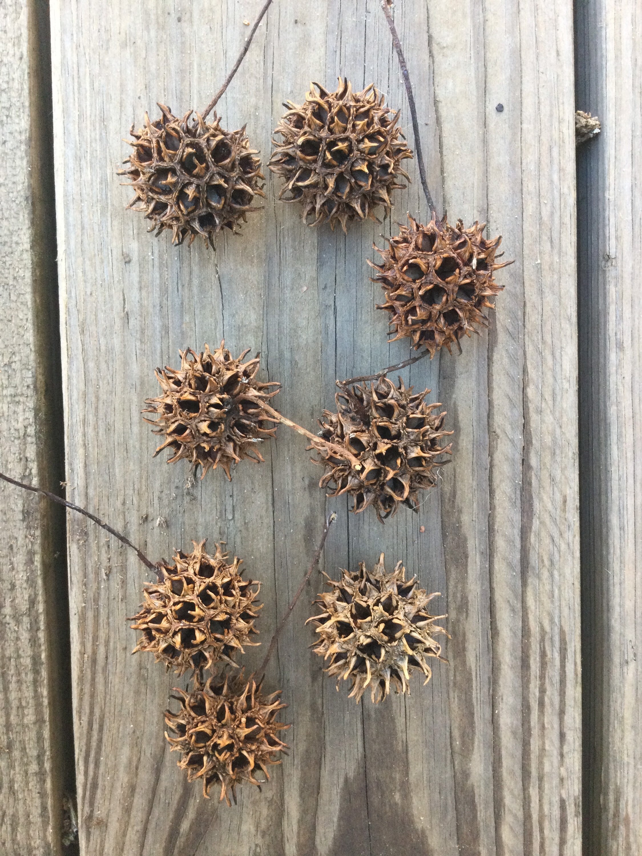 Sweet Gum Tree Balls Bulk Sweet Gum Balls Winter Craft Etsy