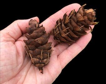 TOP SELLER! Douglas Fir Pinecones : Small Multilayer Pinecones for Craft Supplies | Fall Wreath Garland | Jar Fillers | Rustic Wedding Ideas