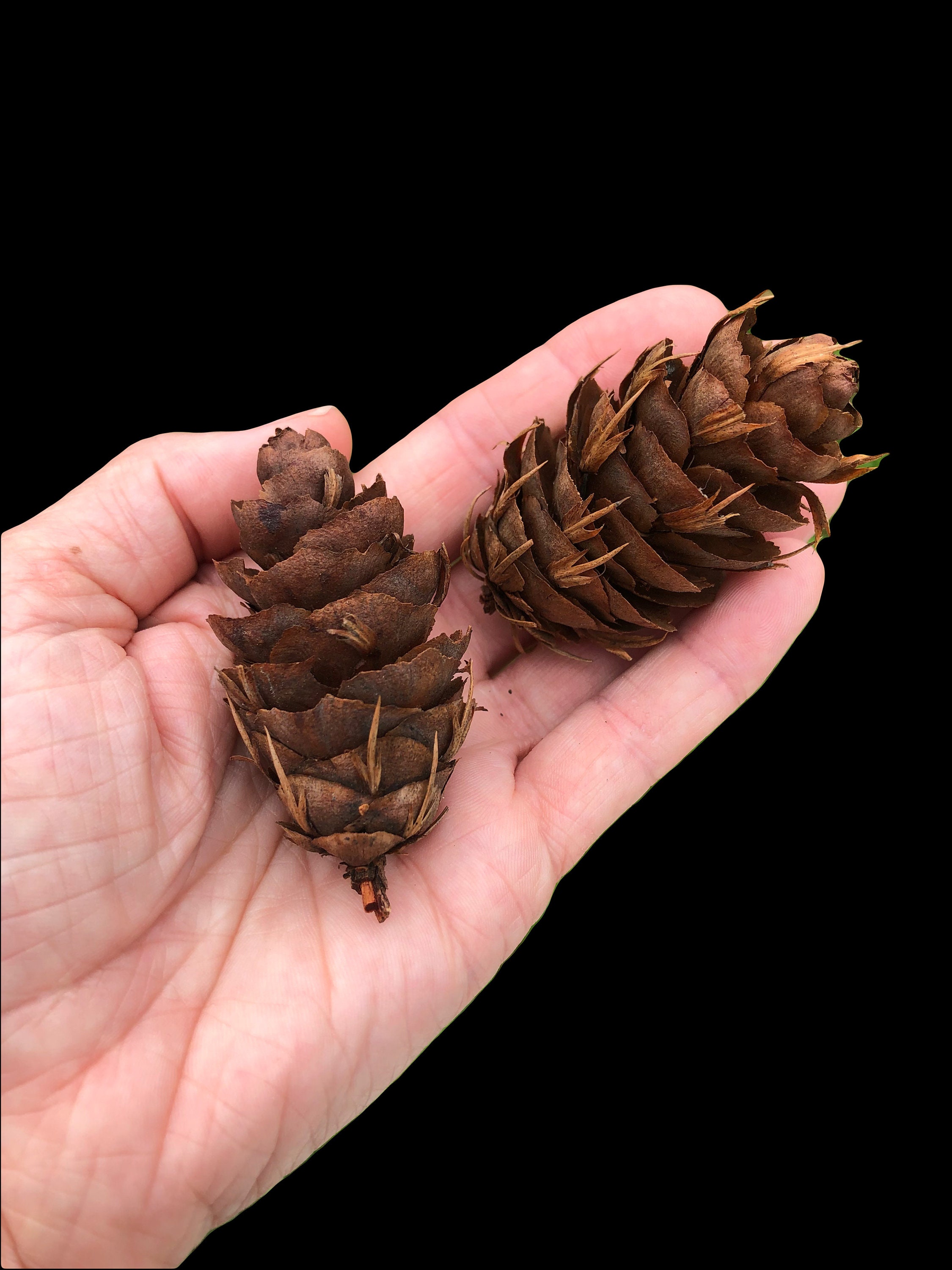 Douglas Fir Cones