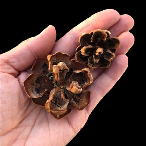 May include: Two brown pine cones in the palm of a hand. The pine cones are open and have a rough texture.