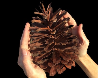 5” BIG PINECONES : Extra Large Pinecones from Colorado for Centerpiece Bowl | Rustic Wedding Ideas | Fall Craft Supplies for Pinecone Wreath