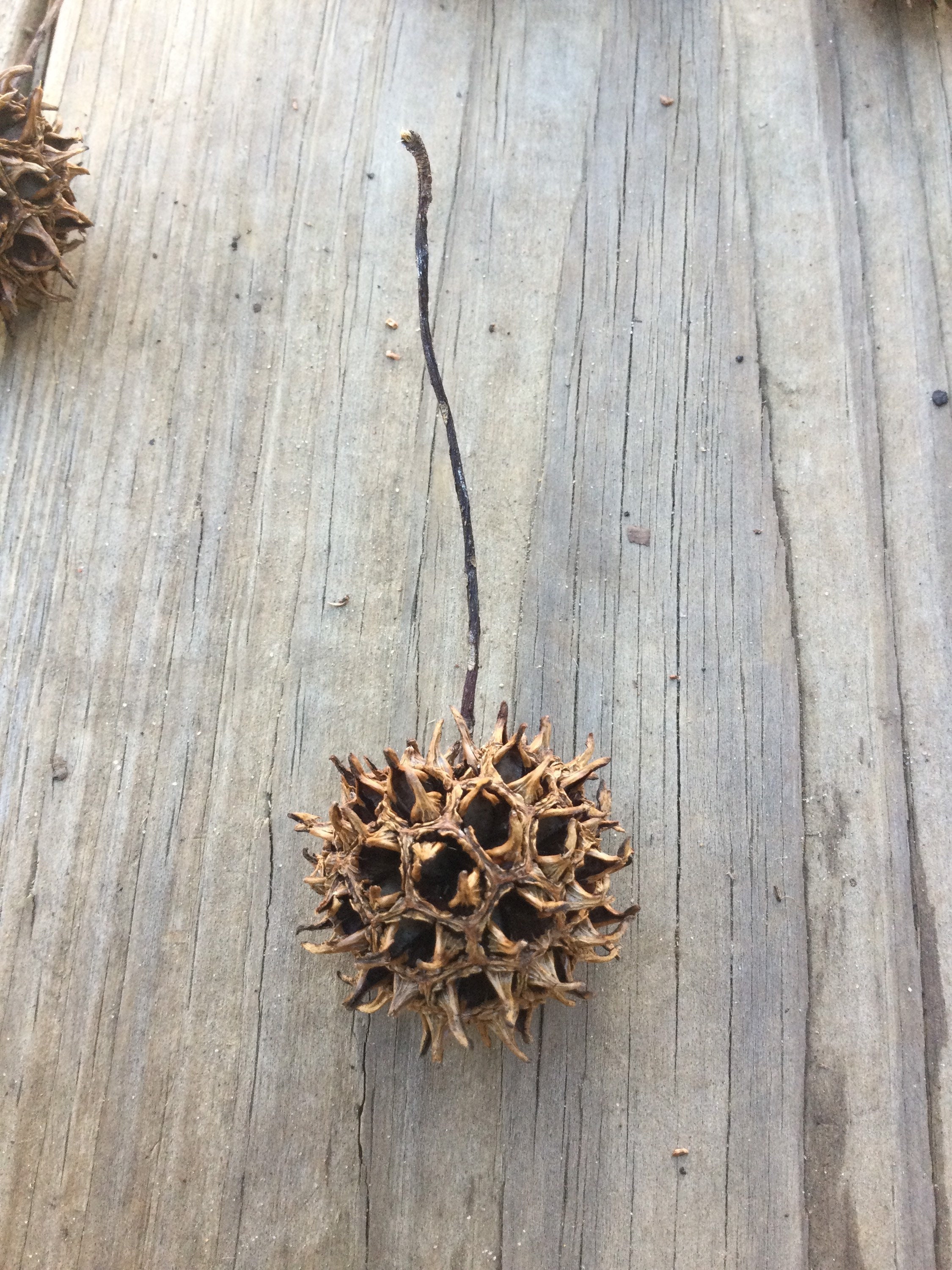 Sweet Gum Tree Balls Bulk Sweet Gum Balls Winter Craft Etsy
