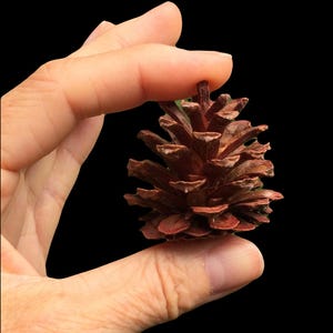 May include: A hand holding a brown pine cone. The cone is about 3 inches tall and has a rough texture.