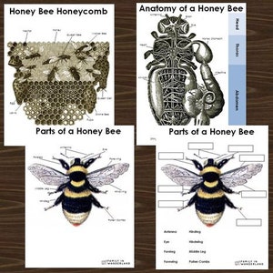 Bees, Butterflies, and Pollination -- Exploring Nature -- Digital Download