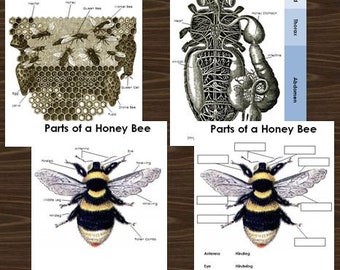 Bees, Butterflies, and Pollination -- Exploring Nature -- Digital Download
