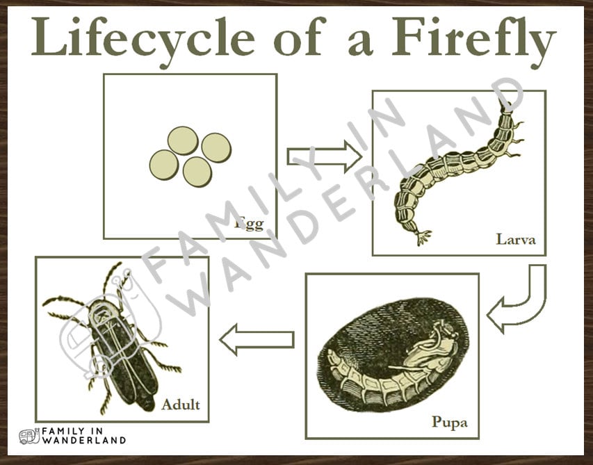 Fireflies - Exploring Nature - Digital Download - Etsy