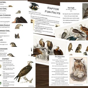 Datos de Raptor Tarjetas flash imprimibles e imprimibles de aprendizaje - Explorando la naturaleza - Descarga digital