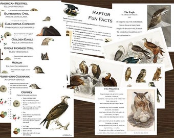 Raptor Facts Printable Flash Cards and Learning Printables - Exploring Nature - Digital Download