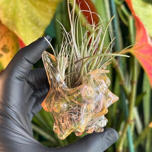 May include: A small, iridescent glass vessel with a spiky, organic texture holding a cluster of thin, green air plant leaves. The glass features warm peach and yellow hues that catch the light, creating a translucent, multi-faceted appearance.