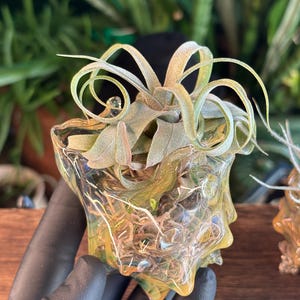 May include: A Tillandsia air plant with long, curling, silvery-green leaves nestled inside a small, translucent, amber-colored glass vessel. The glass container features an irregular, organic shape with a textured, bubbled surface finish.