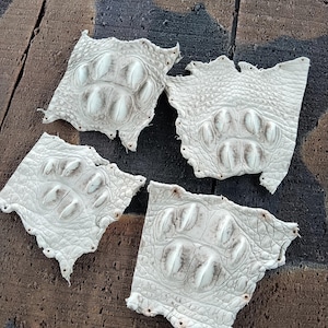 Può includere: Quattro pezzi di pelle di coccodrillo bianco sporco sono disposti su una superficie di legno stagionato. Ogni pezzo mostra il caratteristico motivo a scaglie e la consistenza della pelle di coccodrillo, con un motivo arrotondato prominente. I pezzi sono di forma irregolare.