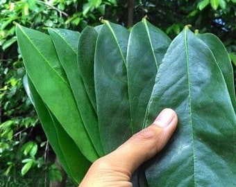 900 pcs Soursop Leaves Air Dried Organics no GMO, Guanabana Guabayo Graviola Corossol leaves tea