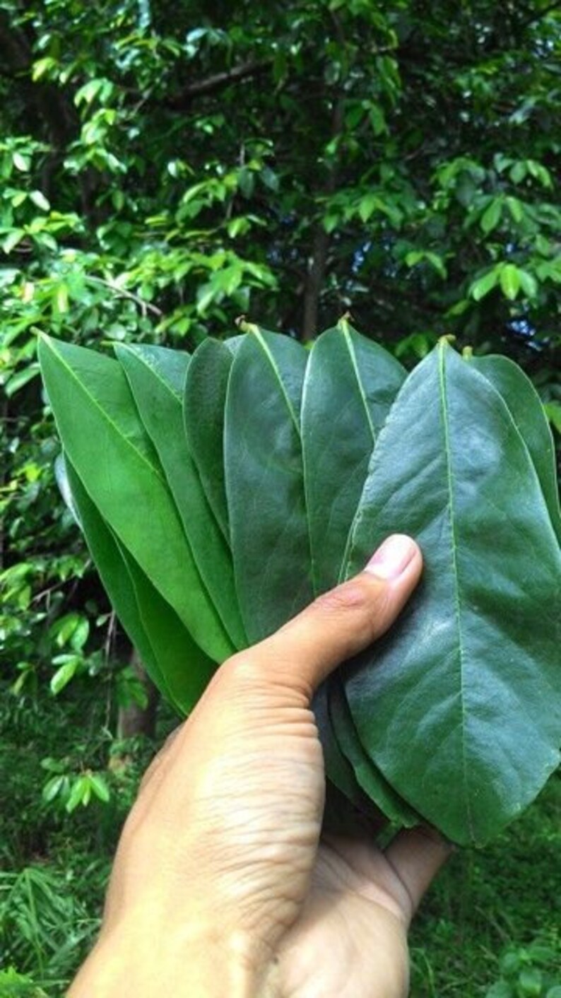 1000 pcs Soursop Leaves soursop leaf dry leaf Air Dried Etsy