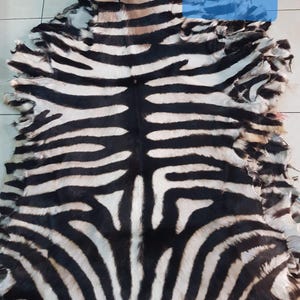 May include: A zebra hide featuring a bold black and white striped design. The hide's shape is organic, with a textured surface. The word "ZEBRA" is displayed in a blue rectangle.