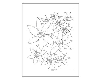 flower coloring page -- poinsettia flowers coloring
