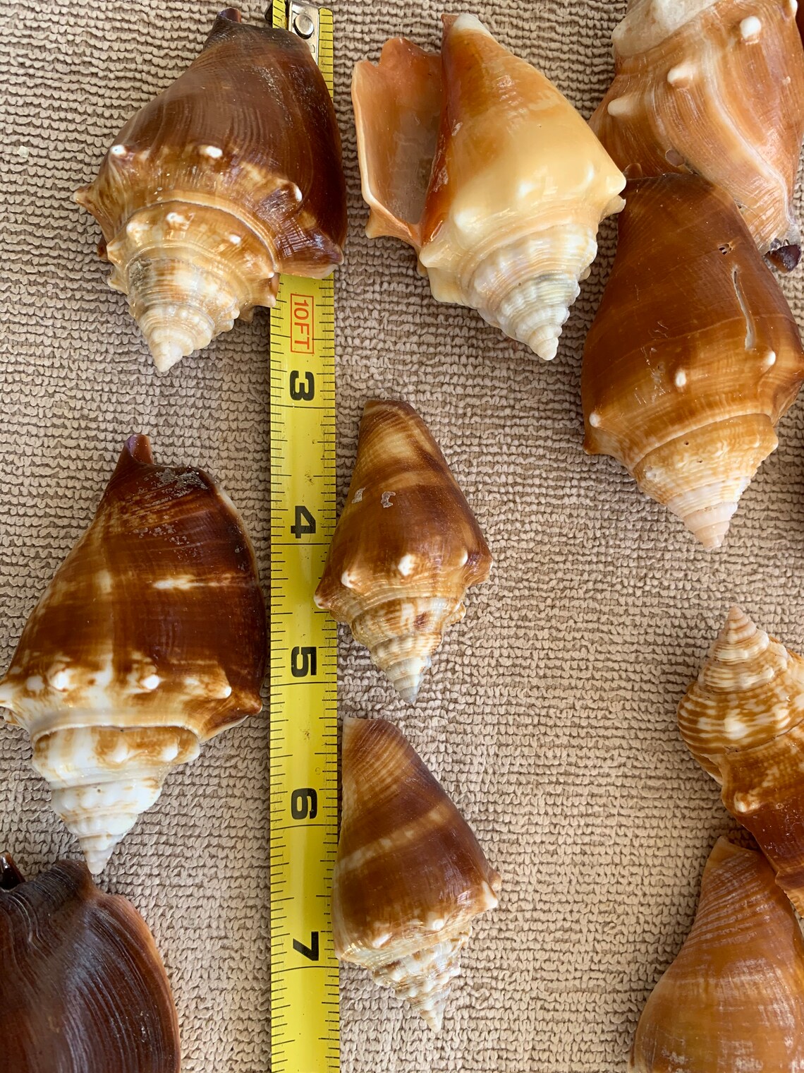 25 Fighting Conch Shells wow assorted size Bulk Shells Etsy