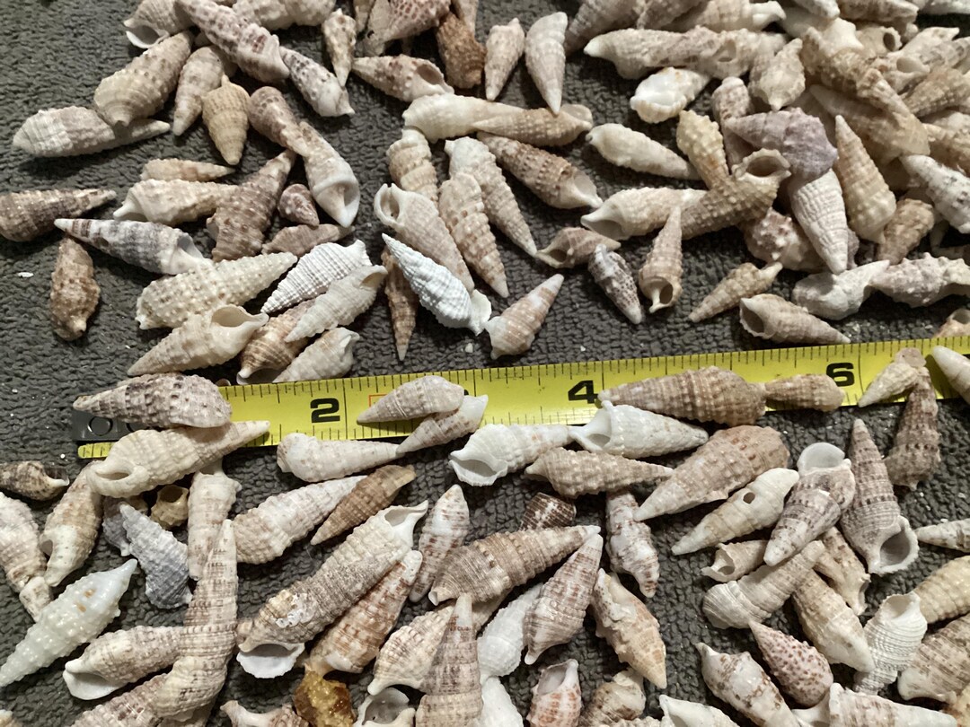 300 Assorted Cerith Shells, Bulk Natural Florida Seashells Craft ...