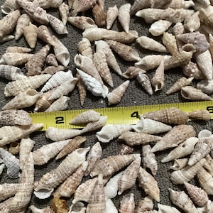 300 Assorted Cerith Shells, bulk natural Florida seashells craft decorating jewelry beach  accents shells