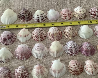 Sanibel Island Scallops. 45 Large 1 1/2 to 2 inch assorted color Calico Scallop Seashells for crafting decorating. Lots of maroon / purple