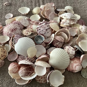 May include: A large collection of assorted seashells in various sizes and shapes. The shells feature a mix of solid white, cream, and tan colors, with many displaying intricate purple and brown mottled patterns and textured ridges.