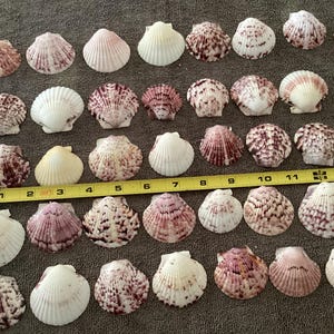 40 Large unique Calico Scallop Shells Maroon, white, pink Florida seashells decorating jewelry beach house accents