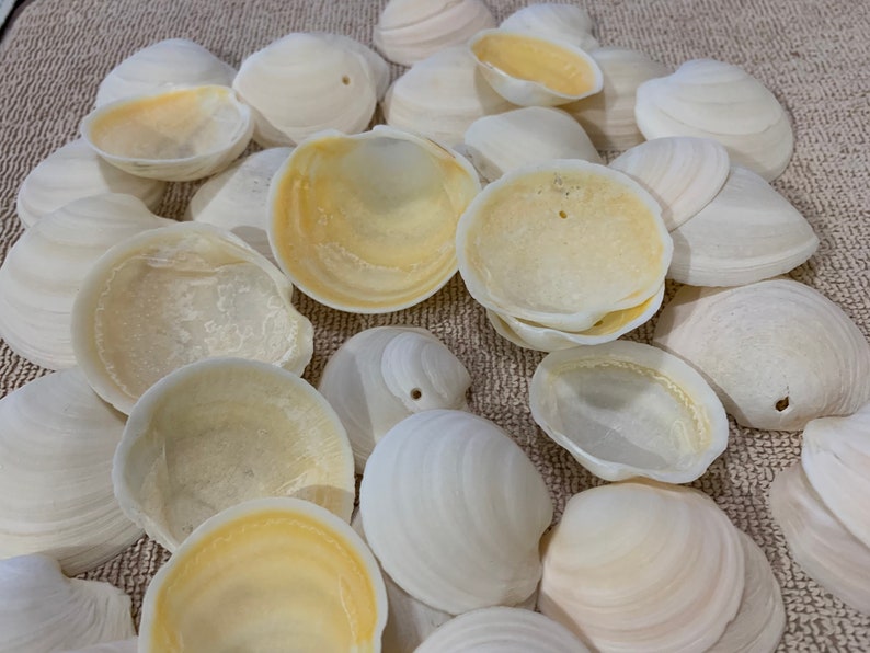 40 Buttercup Lucine Clam Shell Sanibel Island Shells Craft Etsy
