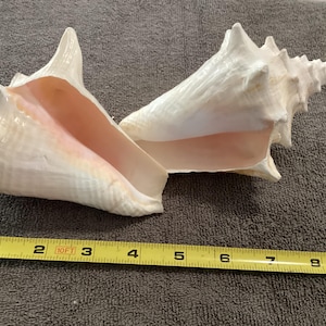 Set of 2 medium / smallsize Bahamian Queen Conch Shells - Two 5 inch shells. home decoration, display, crafts