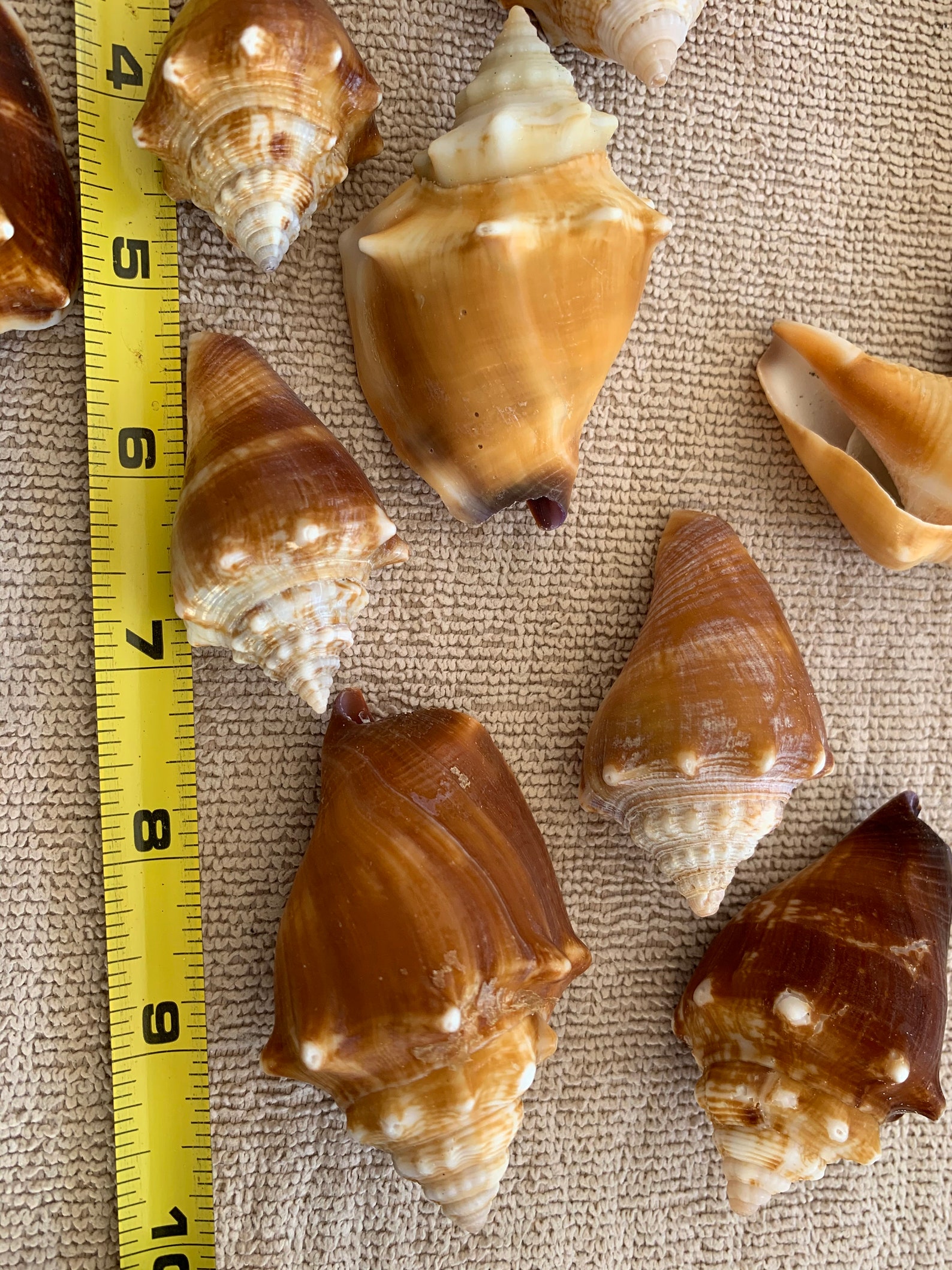 25 Fighting Conch Shells wow assorted size Bulk Shells Etsy