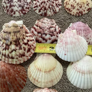 50 Beautiful Large unique colors Calico Scallop Shells Maroon, white, Sanibel shells candle craft decorating jewelry beach house accents