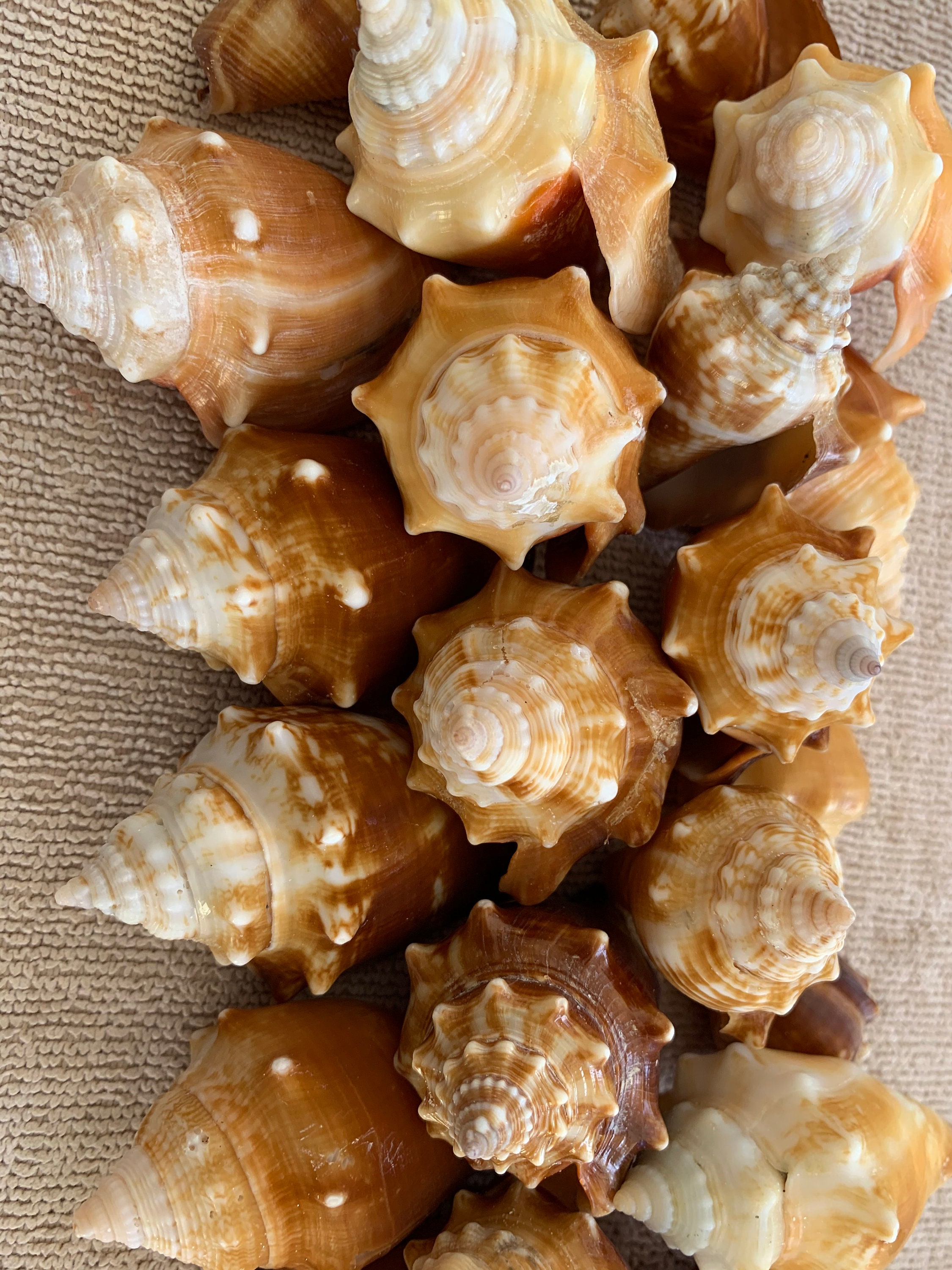 25 Fighting Conch Shells wow assorted size Bulk Shells Etsy