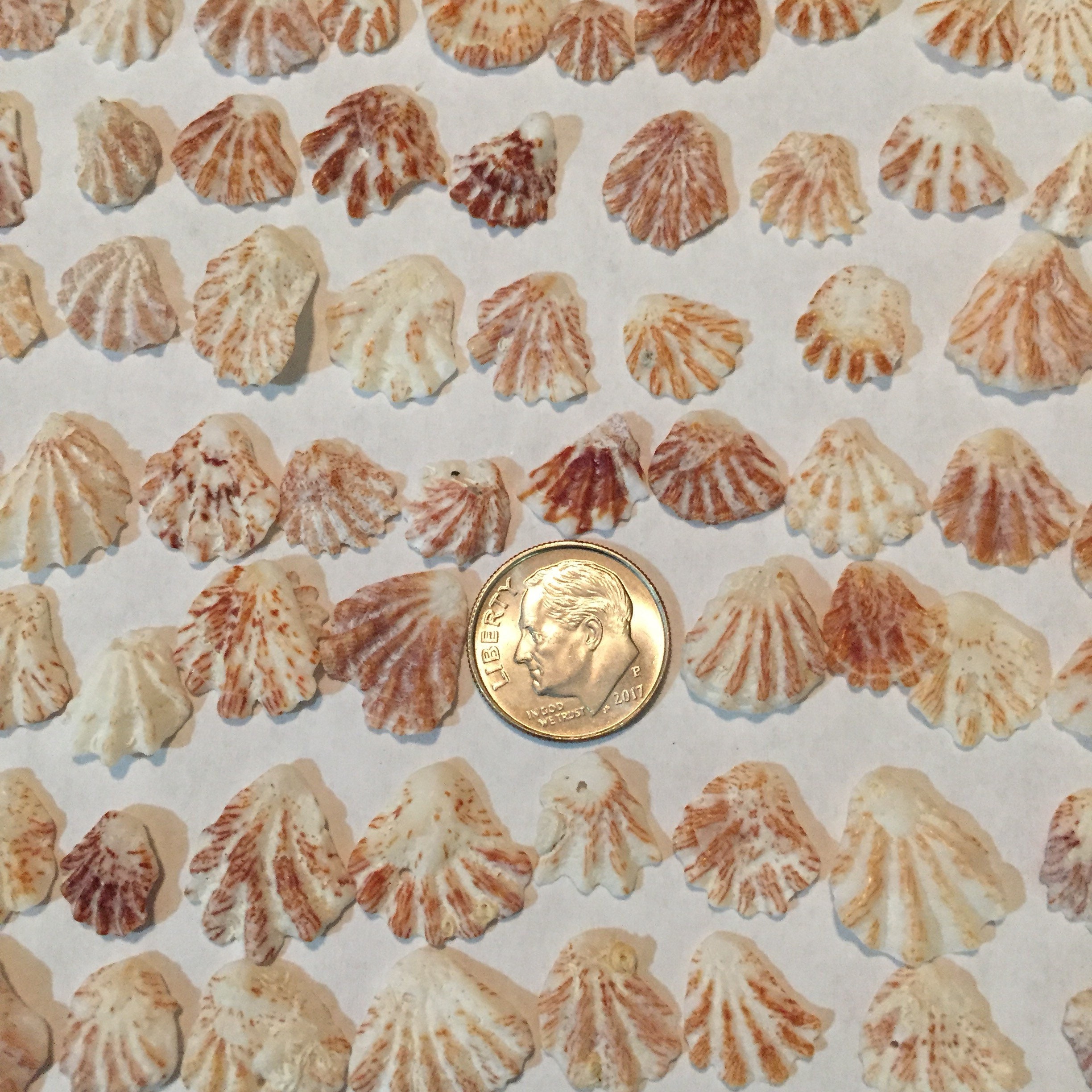 75 very SMALL Kitten Paws Shells Cats Paws Seashells Bulk