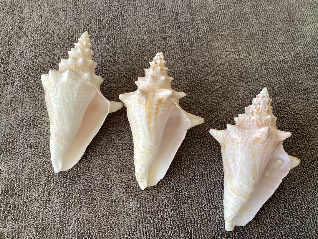 Shell Queen Set of 3 Juvenile Small Bahamian Queen Conch Shells - All Three Are 4 ...
