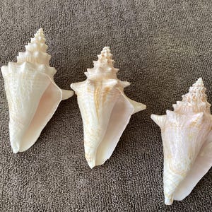 Set of 3 juvenile small Bahamian Queen Conch Shells - All three are 4 inch shells. home decoration, display, crafts