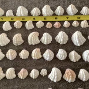 May include: A collection of white and off-white cockle shells arranged in rows, accompanied by a yellow measuring tape that indicates the shells range in size from approximately 0.5 inches to 1.5 inches in width across the display.