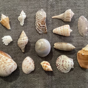Custom Sanibel Collection 2. Specimen Quality instant shell collection from Sanibel Island. Display, decorating,