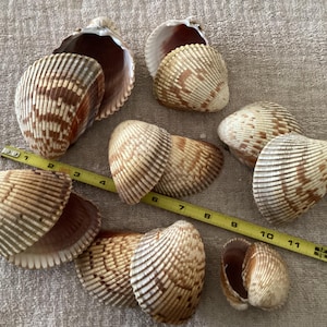 REDUCED - 7 pairs large and medium Cockles. Complete pairs hand picked Sanibel Island