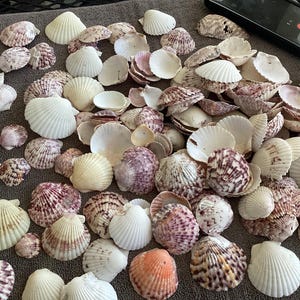 May include: A collection of seashells in various sizes and colors, including white, cream, and purple. Some shells have a patterned design. The shells are arranged on a gray surface, creating a natural, coastal theme.