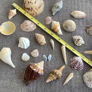 REDUCED Sanibel Collection. Super Size Specimen Quality instant shell collection from Sanibel Island. Display, decorating
