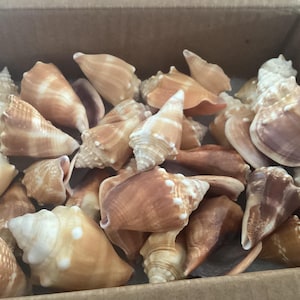 May include: A collection of various seashells in a cardboard box. The shells vary in size and shape, with colors ranging from cream to brown. Some shells have a spiral shape, while others are more conical.