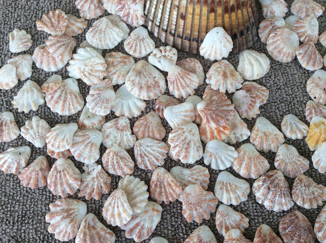 Over 100 Cats Paw Shells packed in a 3 1/2 inch Cockle Shell | Etsy