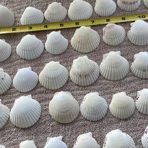 May include: A collection of white scallop seashells, some with pinkish-red markings, arranged on a textured surface. A yellow measuring tape shows inches. These shells are ideal for beach-themed crafts and decor.