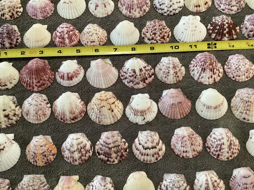 45 Large Unique Calico Scallop Shells Maroon, White, Pink Florida ...
