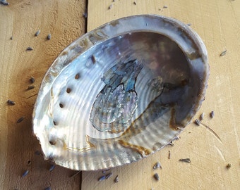 Abalone Shell Smudging Shell Polished Smudge Bowl Seashell Altar Tools / Bowl for Burning Incense / Sage Burning Shell / Large Sea Shell