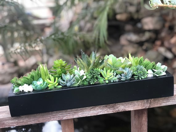 succulents aeonium Rare Succulents