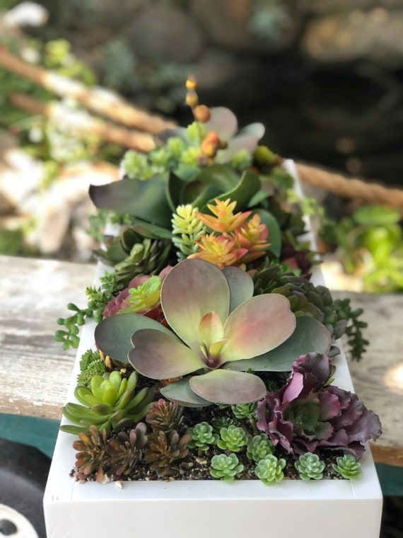 live succulent plants for sale Real Live Succulent Cactus Plant : Crassula Alstonii